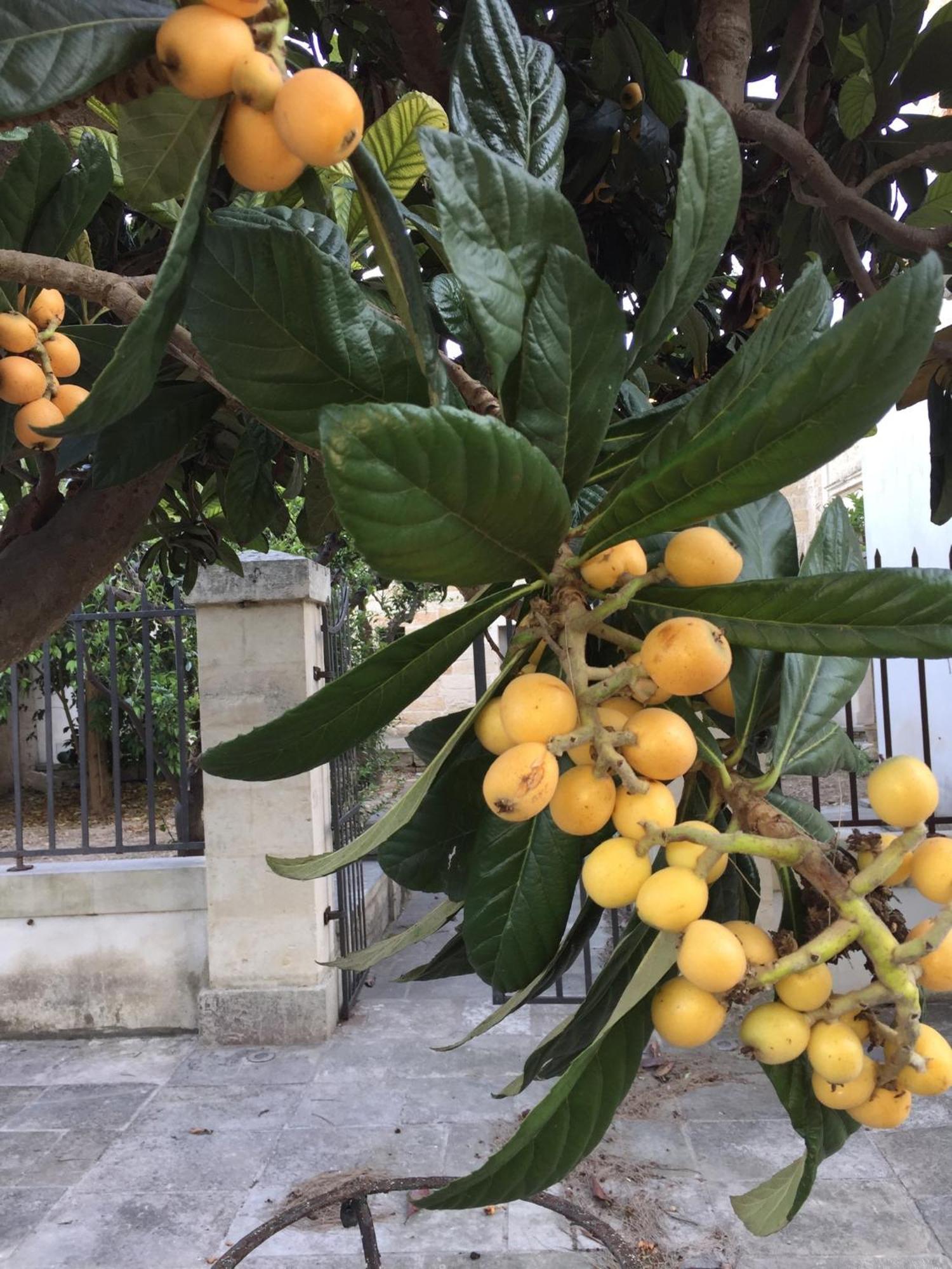 Palazzo De Carlo E Il Parco Dei 7 Pozzi Bed and Breakfast Lecce Buitenkant foto